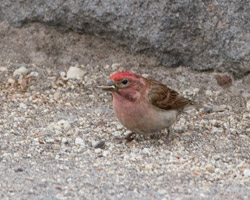 Cassin's Finch