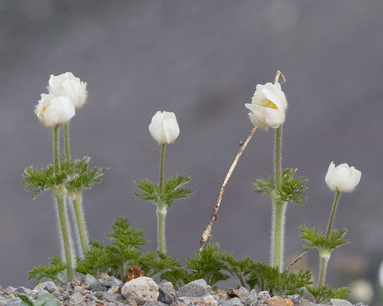 [Western Pasque Flower]