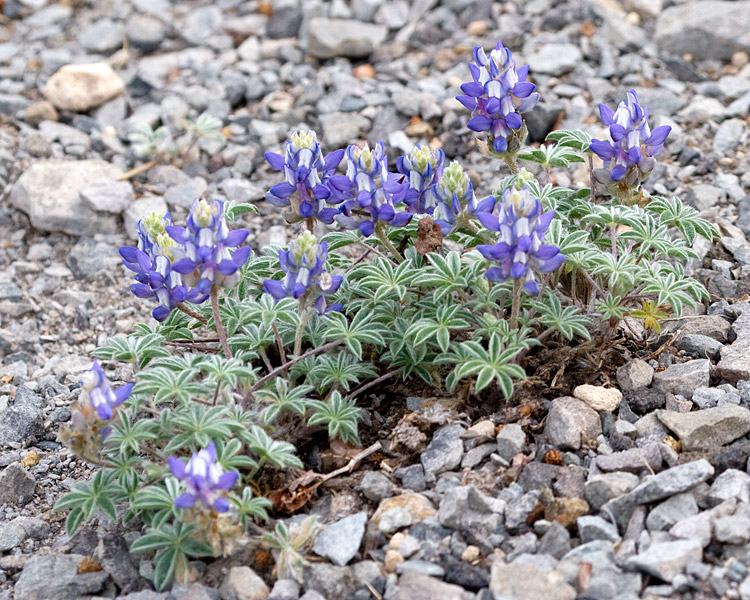 [Dwarf Lupine]