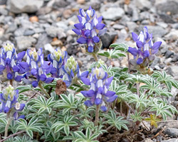 Dwarf Lupine