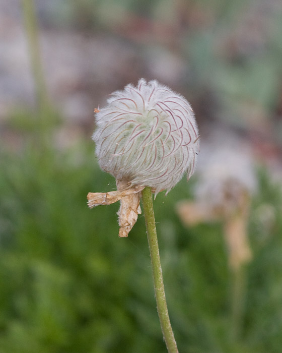 [Western Pasque Flower]