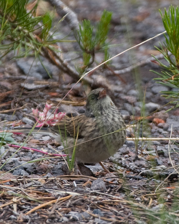 [Immature Dark-eyed Junco]