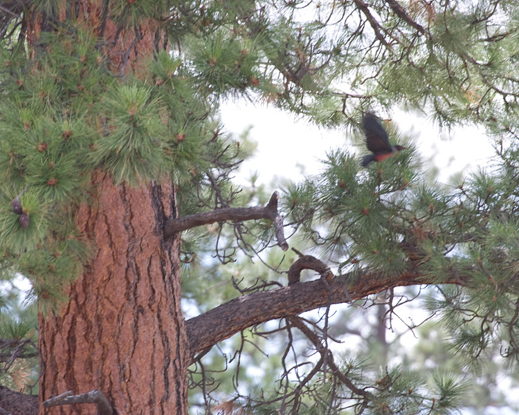 [Lewis's Woodpecker]