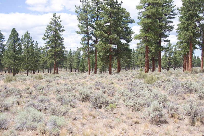 [Sagebrush and Pine]