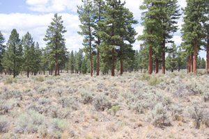 Sagebrush and Pines