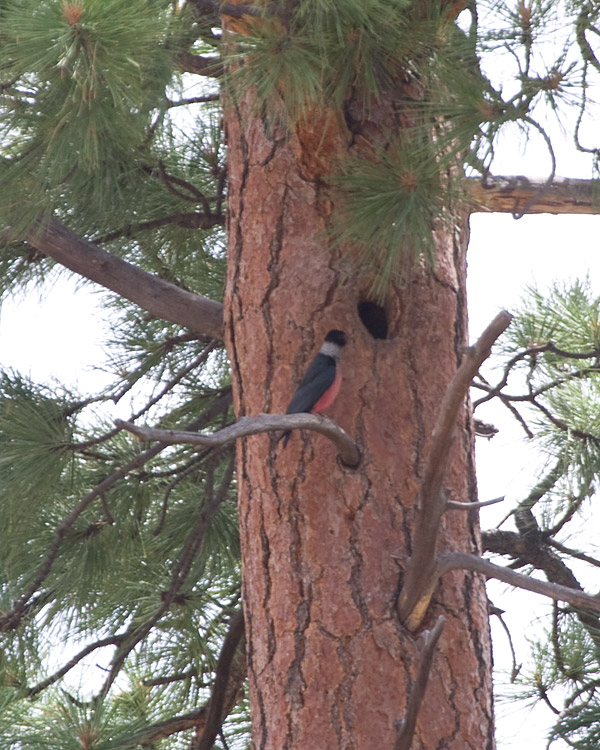 [Lewis's Woodpecker]