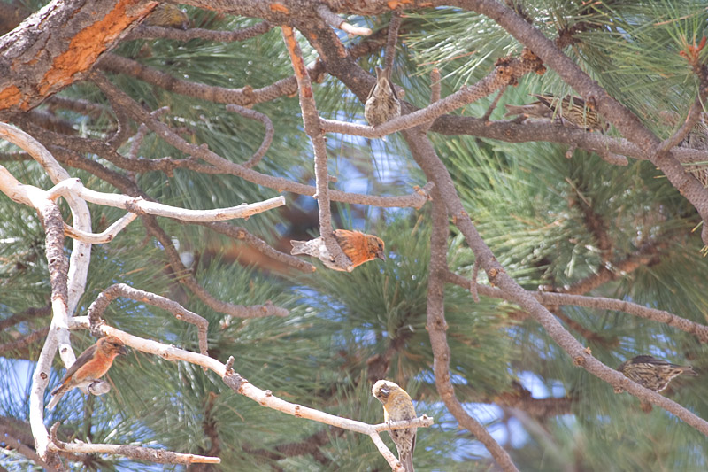 [Red Crossbills]