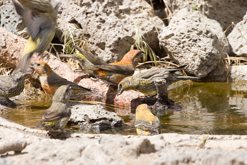 [Red Crossbills]