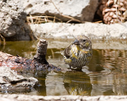 Red Crossbill