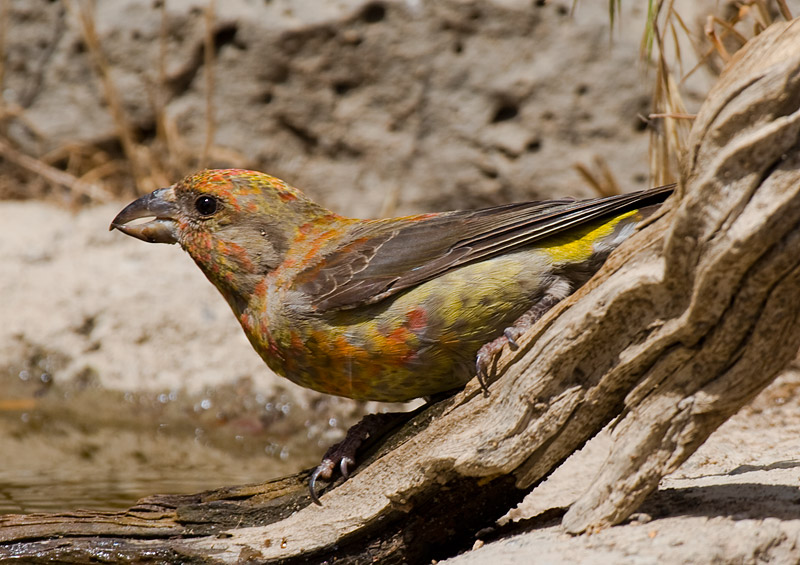 [Red Crossbill]