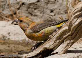 Red Crossbill