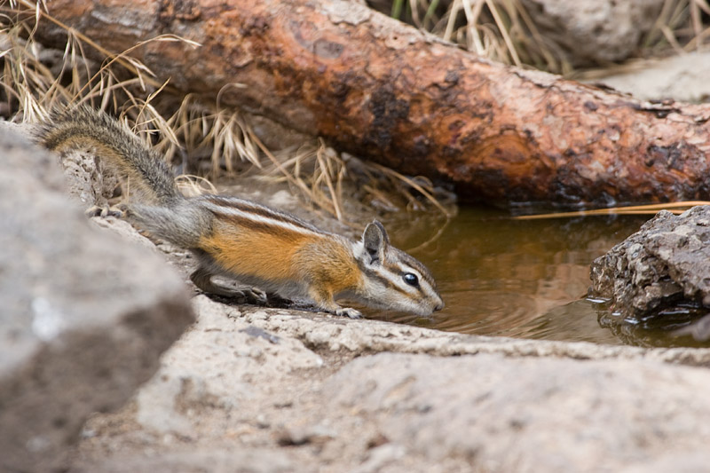 [Yellow-pine Chipmunk]