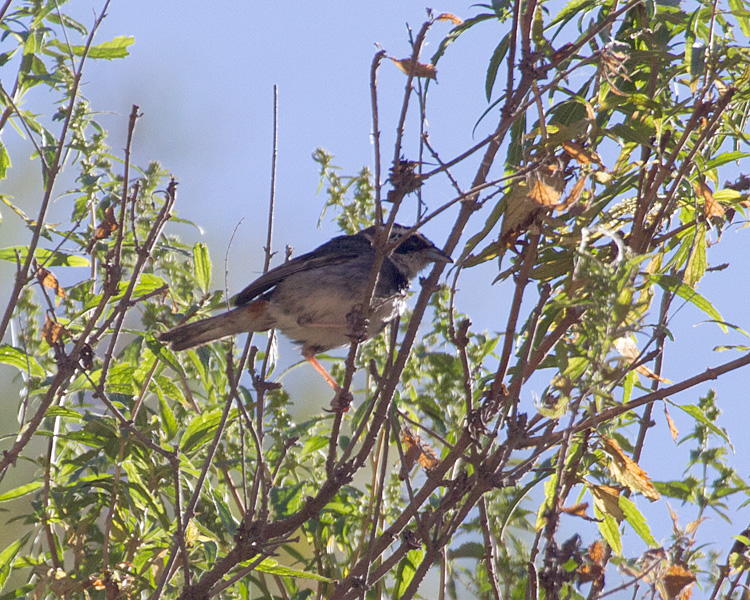 [Collared Warbling-Finch]