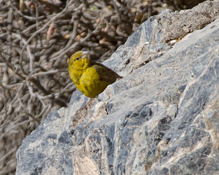 Greenish Yellow-Finch