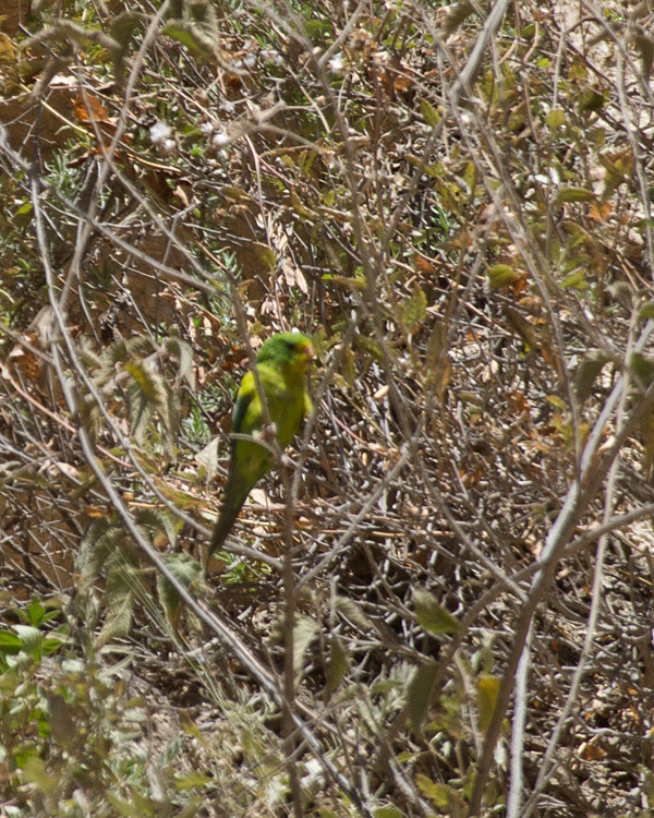 [Mountain Parakeet]