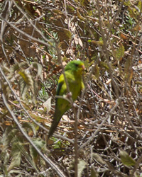 Mountain Parakeet