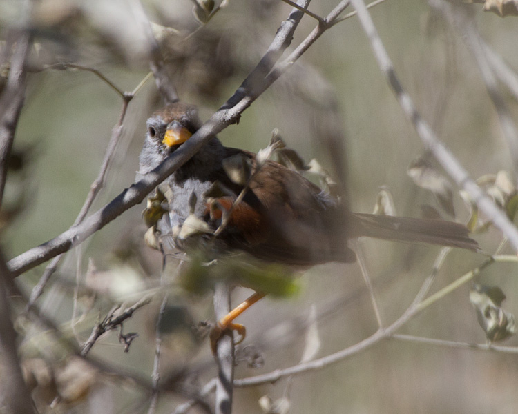 [Great Inca-Finch]