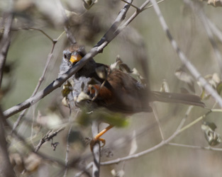 Great Inca-Finch