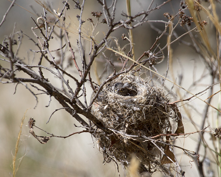 [Yellow-billed Tit-Tyrant Nest]