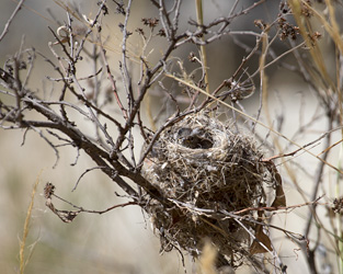 Yellow-billed Tit-Tyrant Nest