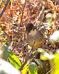 Rusty-bellied Brush-Finch