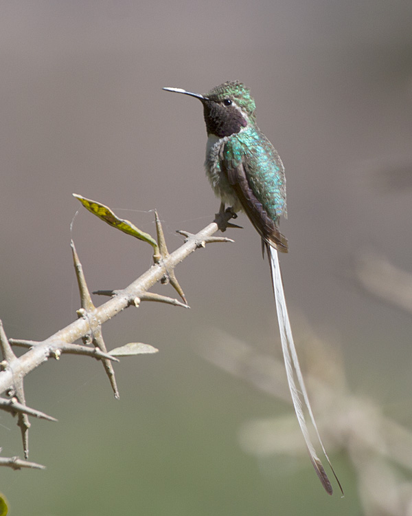 [Peruvian Sheartail]