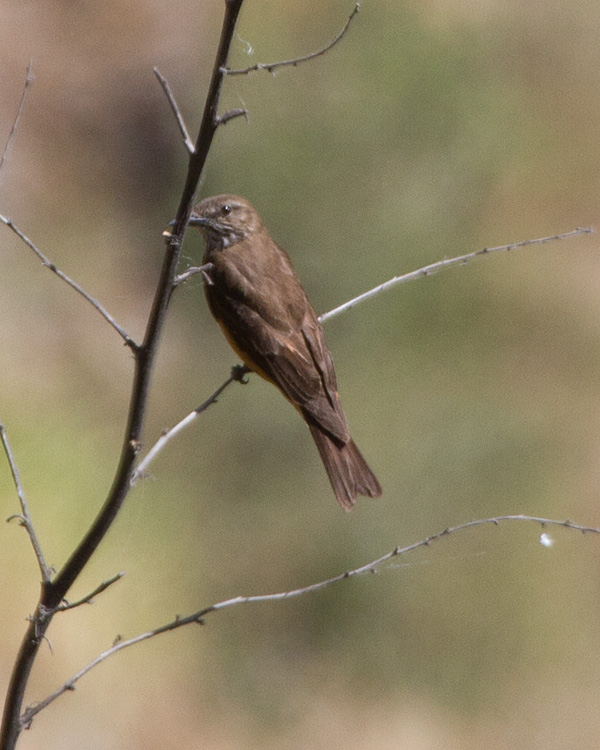 [Streak-throated Bush-Tyrant]