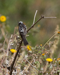 Pied-crested Tit-Tyrant