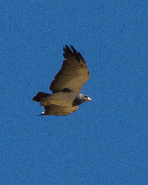 [Black-chested Buzzard-Eagle]