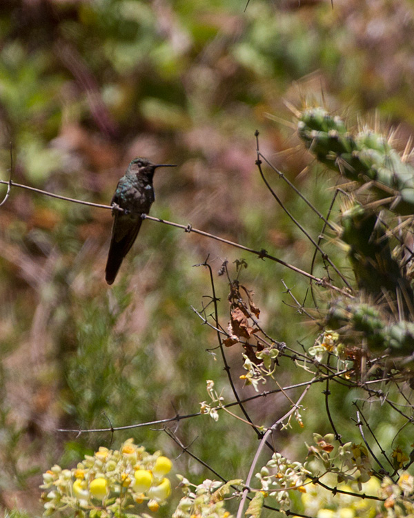 [Bronze-tailed Comet]