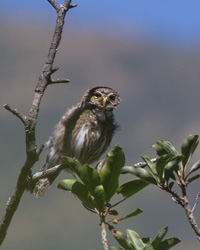 Peruvian Pygmy-Owl