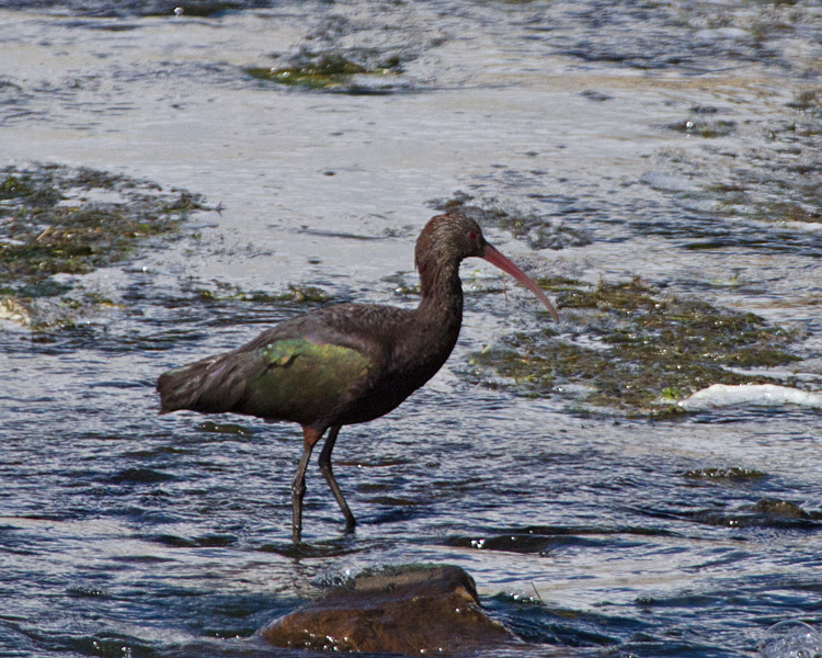 [Puna Ibis]