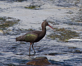 Puna Ibis