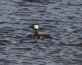 White-tufted Grebe