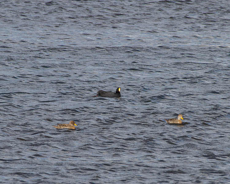 [Coot and Pintail]