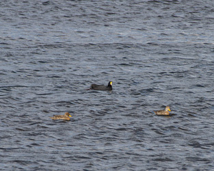 Coot and Pintail