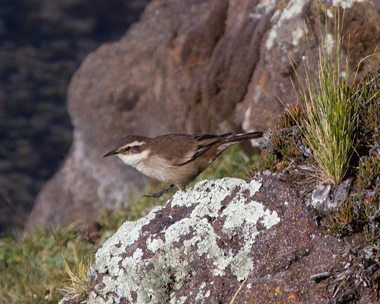 [Cream-winged Cinclodes]