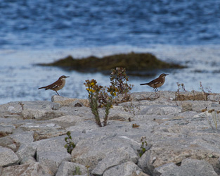 White-winged Cinclodes