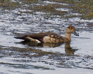 Crested Duck