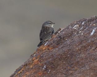 Ash-breasted Sierra-Finch