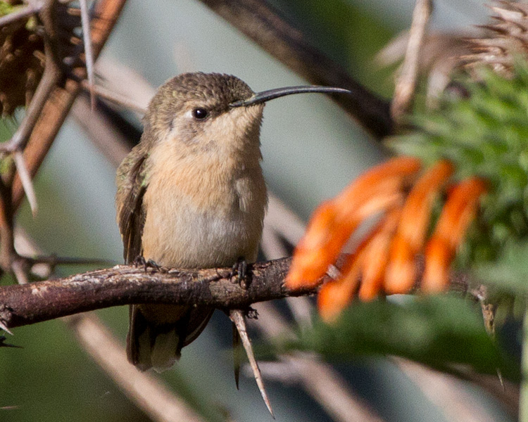 [Purple-collared Woodstar]