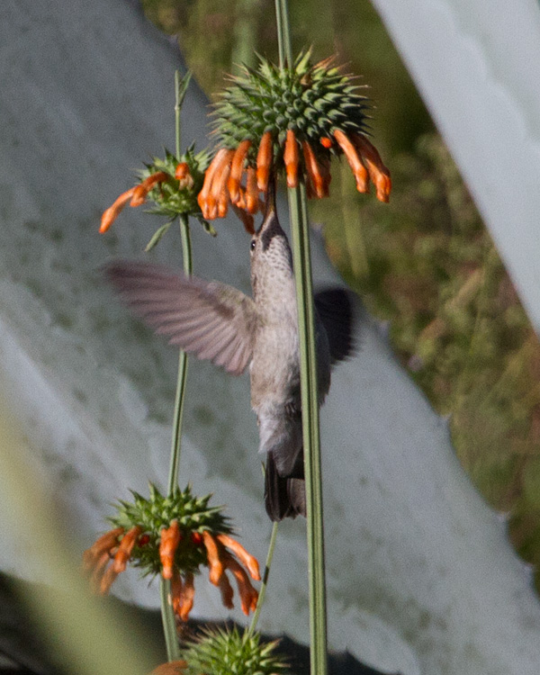 [Spot-throated Hummingbird]