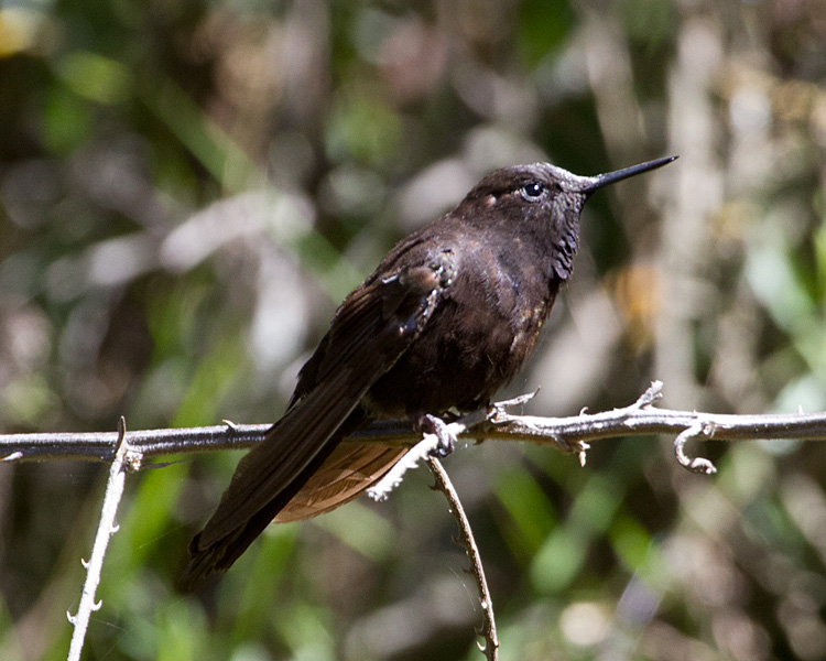 [Black Metaltail]