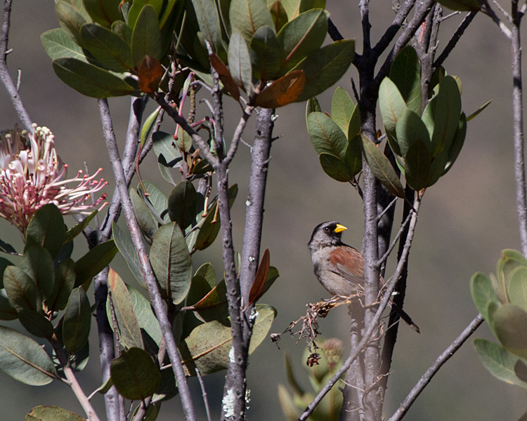 [Rufous-backed Inca-Finch]