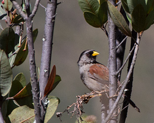 Rufous-backed Inca-Finch