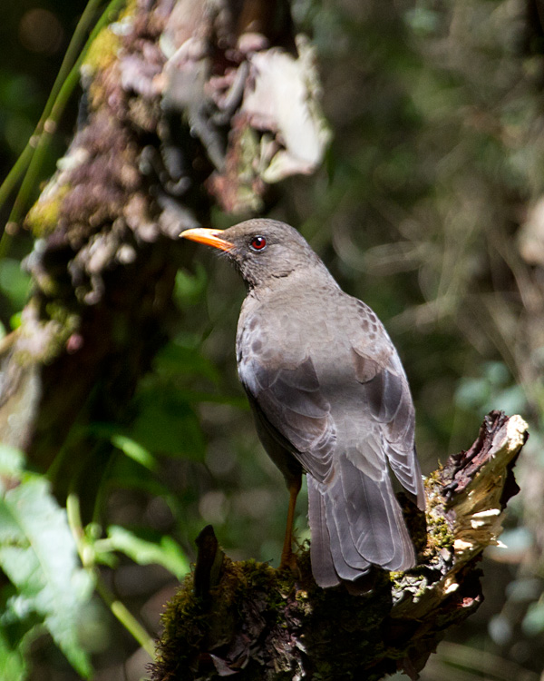 [Chiguanco Thrush]