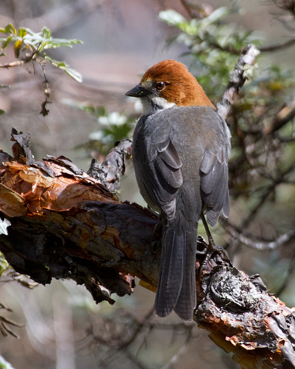 [Rufous-eared Brush-Finch]