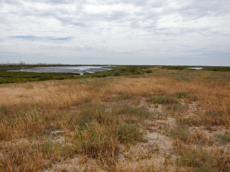 [Odiel Marshes]