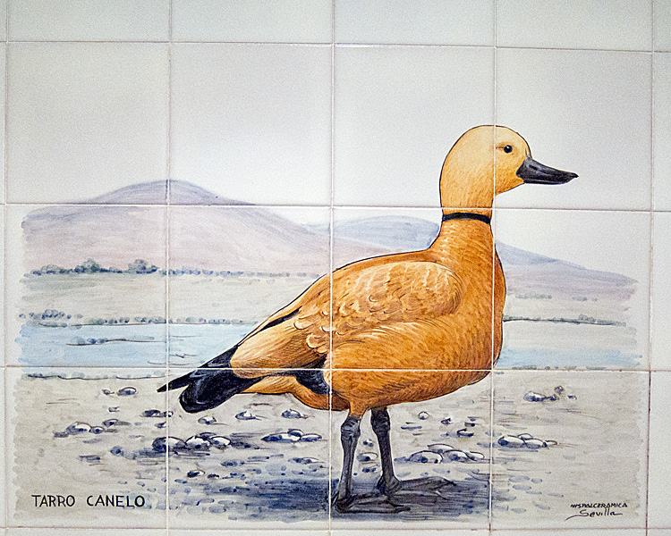 [Ruddy Shelduck on Wall]