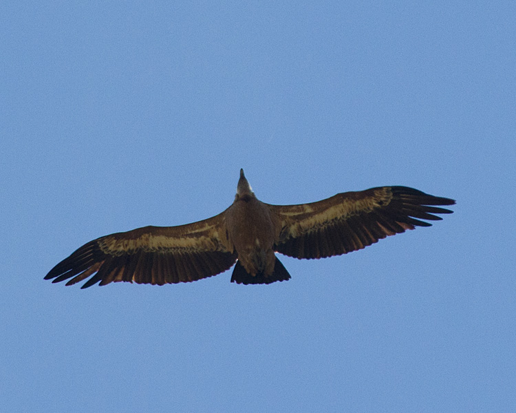 [Griffon Vulture]